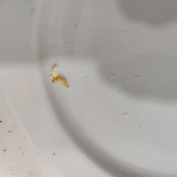 Mama Kutusunda Canlı Kurt Buldum, Bebeğimin Sağlığı İçin Endişeliyim