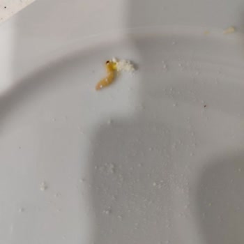 Mama Kutusunda Canlı Kurt Buldum, Bebeğimin Sağlığı İçin Endişeliyim