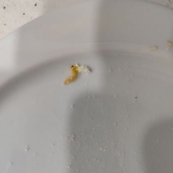 Mama Kutusunda Canlı Kurt Buldum, Bebeğimin Sağlığı İçin Endişeliyim