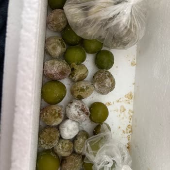 Çürük Ve Kötü Kokulu Ürünler Hayal Kırıklığı Yarattı