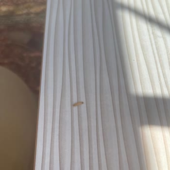 Sarelle Gofretin İçinden Kurt Çıkması Ve İlgisizlik