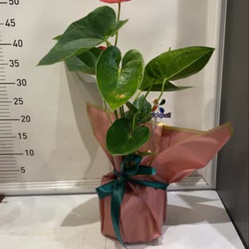 Onaylamadığım Ürün Teslim Edildi, Ücret İadesi Talep Ediyorum