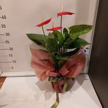 Onaylamadığım Ürün Teslim Edildi, Ücret İadesi Talep Ediyorum