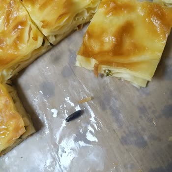 Has Börek'ten Aldığımız Böreğin İçinden Pişmiş Bir Böcek Çıktığını Fark Ettik