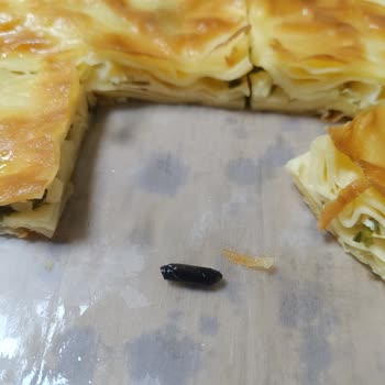 Has Börek'ten Aldığımız Böreğin İçinden Pişmiş Bir Böcek Çıktığını Fark Ettik