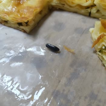 Has Börek'ten Aldığımız Böreğin İçinden Pişmiş Bir Böcek Çıktığını Fark Ettik