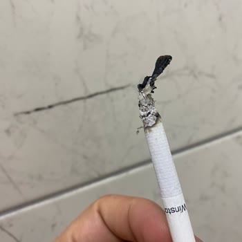 Winston Slender Q Line Cigarettes Contain Foreign Materials Like Wood