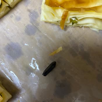 Has Börek | Erzurum Su Böreğinin İçinden Arı Böceği Çıktı