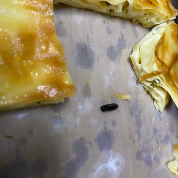 Has Börek | Erzurum Su Böreğinin İçinden Arı Böceği Çıktı