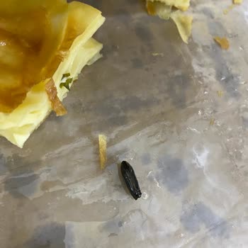 Has Börek | Erzurum Su Böreğinin İçinden Arı Böceği Çıktı