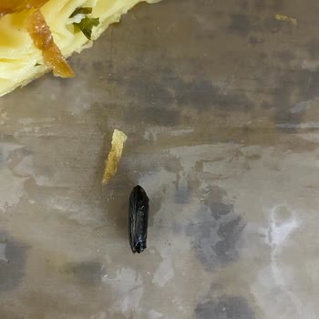 Has Börek | Erzurum Su Böreğinin İçinden Arı Böceği Çıktı