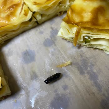Has Börek | Erzurum Su Böreğinin İçinden Arı Böceği Çıktı