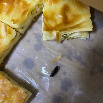 Has Börek | Erzurum Su Böreğinin İçinden Arı Böceği Çıktı