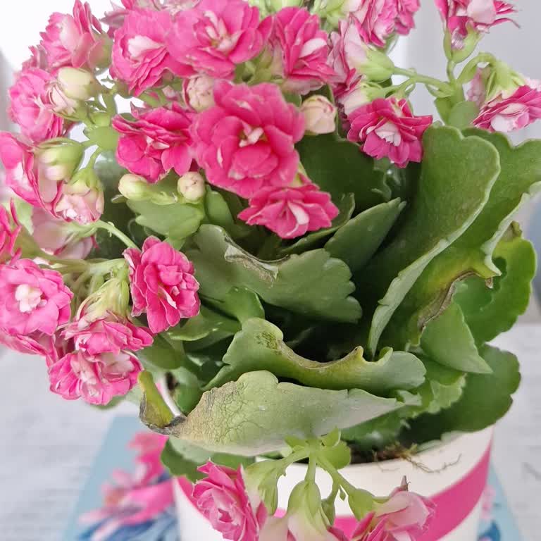 Siparişte Gül Yerine Farklı Ürün Gönderildi, Mağduriyet Yaşadım