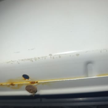 Electrolux Kurutmalı Çamaşır Makinesinde Paslanma ve Servis Kaynaklı Hasar