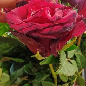 Özel Günde Solmuş Çiçek Teslimatı Ve Yaşanan Mağduriyet