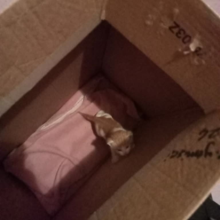 Terk Edilmiş Yavru Kedi İçin Acil Yardım Ve Veteriner Desteği Talebi