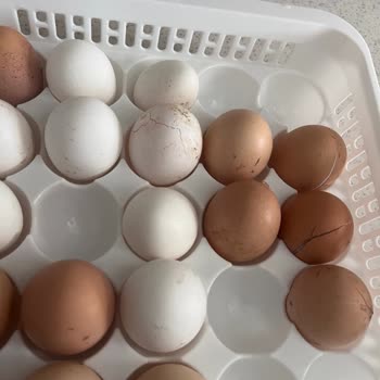 Buzdolabında Sürekli Donma Problemi Ve Servis Yetersizliği