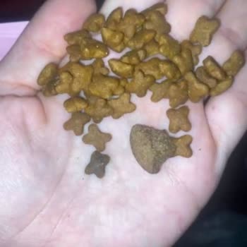 Orijinal Olmayan Kedi Maması Ve İade Sorunu