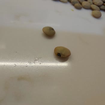 Böceklenmiş Yeşil Mercimek Sağlığımızı Tehdit Etti, Ücret İadesi Ve Önlem Talep Ediyorum