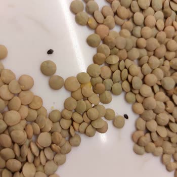 Böceklenmiş Yeşil Mercimek Sağlığımızı Tehdit Etti, Ücret İadesi Ve Önlem Talep Ediyorum