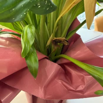 Siparişimdeki Çiçekler Kırık Ve Solmuş Halde Teslim Edildi