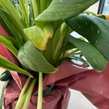 Siparişimdeki Çiçekler Kırık Ve Solmuş Halde Teslim Edildi