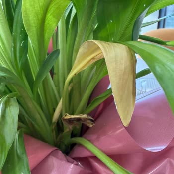 Siparişimdeki Çiçekler Kırık Ve Solmuş Halde Teslim Edildi