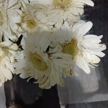 Sipariş Edilen Çiçekler Solmuş Ve Kusurlu Geldi, Ücret İadesi Talebim Var