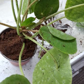 Fintarla Ezilmiş ve Kırık Çiçek Teslimatı Mağduriyeti