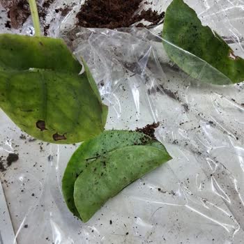 Fintarla Ezilmiş ve Kırık Çiçek Teslimatı Mağduriyeti