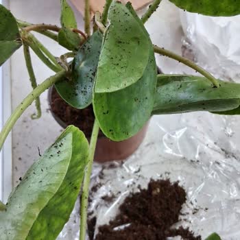 Fintarla Ezilmiş ve Kırık Çiçek Teslimatı Mağduriyeti