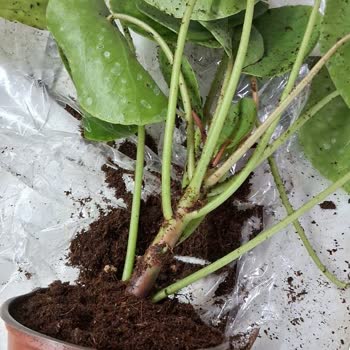 Fintarla Ezilmiş ve Kırık Çiçek Teslimatı Mağduriyeti