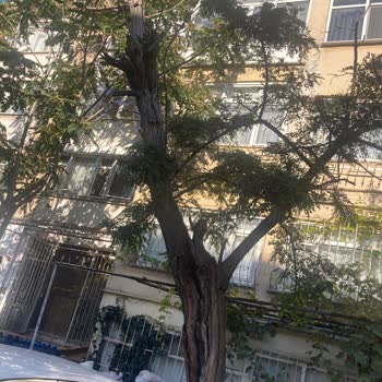 Kaldırım Kenarındaki Kurumuş Akasya Ağacı Tehlike Saçıyor