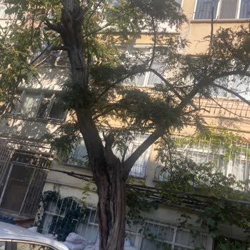 Kaldırım Kenarındaki Kurumuş Akasya Ağacı Tehlike Saçıyor