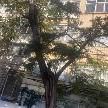 Kaldırım Kenarındaki Kurumuş Akasya Ağacı Tehlike Saçıyor