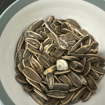 Çekirdek Paketinden Salyangoz Çıkmasıyla Yaşadığım Şok Ve Mağduriyet