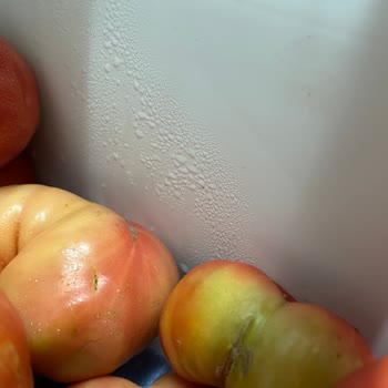 Bosch Buzdolabında Kronik Su Birikintisi Ve Yiyeceklerin Bozulması Sorunu