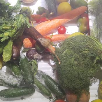 Bosch Buzdolabında Kronik Donma Sorunu Ve Yetersiz Servis Çözümü