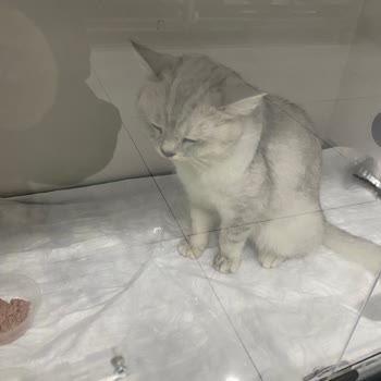 Veteriner Kliniğinde İlgisizlik Ve Tedavi Sonrası Kedimin Durumunun Kötüleşmesi