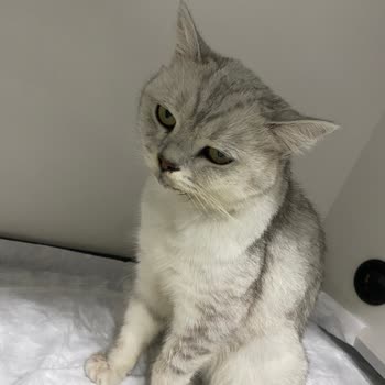 Veteriner Kliniğinde İlgisizlik Ve Tedavi Sonrası Kedimin Durumunun Kötüleşmesi