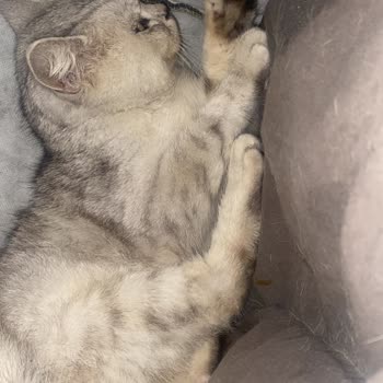 Veteriner Kliniğinde İlgisizlik Ve Tedavi Sonrası Kedimin Durumunun Kötüleşmesi