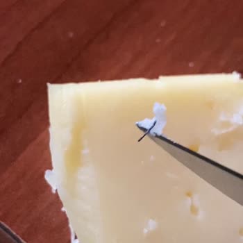 Satın Alınan Tost Peynirinden Kıl Çıkması Ve Hijyen Sorunu