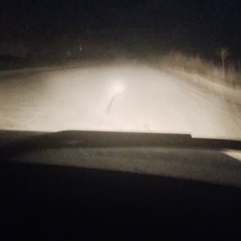 Erken doğum ve ölü buzağının sigorta talebi