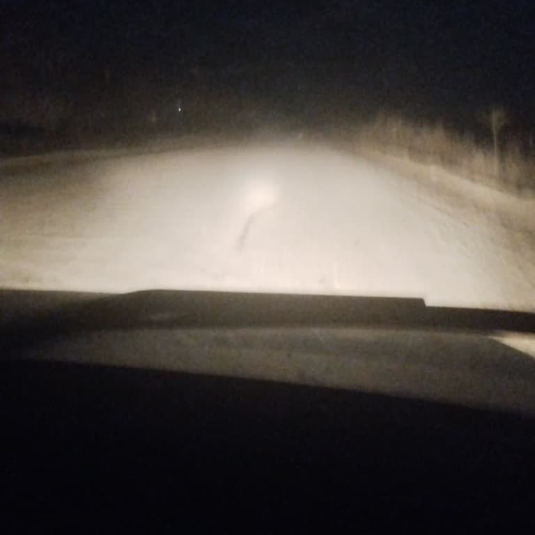 Erken doğum ve ölü buzağının sigorta talebi