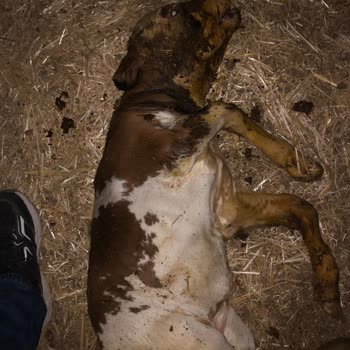 Erken doğum ve ölü buzağının sigorta talebi