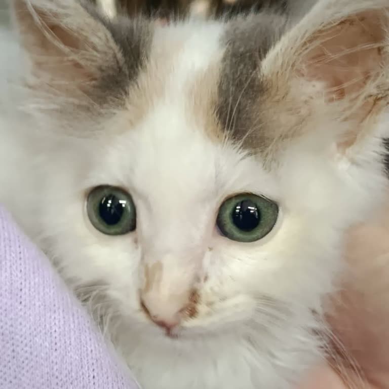 Kampanya Ürünleri Çalışanlar Tarafından Satılıyor, Müşteriler Mağdur Ediliyor