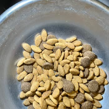 Köpek Mamasında Böcek Ve Kurtçuk Çıktı, Firma Dönüş Yapmıyor