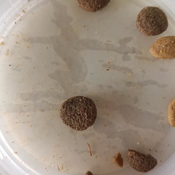 Köpek Mamasında Böcek Ve Kurtçuk Çıktı, Firma Dönüş Yapmıyor