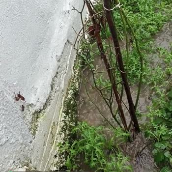 Sakarya Saski Kanalizasyon Atıkları Yaşam Alanımıza Bu Şekilde Sızıyor